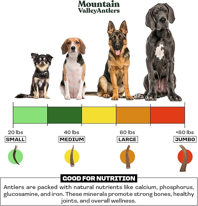 Mountain Valley Deer Antlers for Dogs - 100% Natural & Organic Chew for Aggressive Chewers, No Odor, No Mess, Long Lasting - Wild-Foraged Naturally Shed Antlers in USA - Grade A, Whole Jumbo (1 Pack)