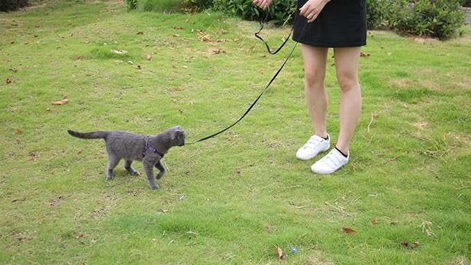 AMAGOOD 6 FT Cat Leash, Strong and Durable Traditional Style Leash with Easy to Use Collar Hook,Cat Lead Great for Cats (3/8 in x 6 ft,Black and Pruple(2-Pack))
