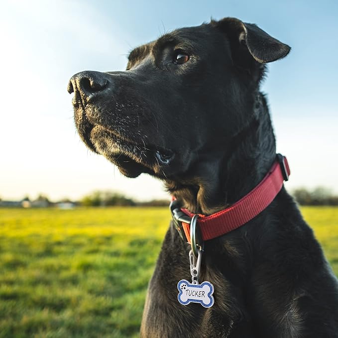 Personalized Stainless Steel Pet ID Tags with Glittery Bone Design - DEEP Engraved Dog Tags Engraved for Pets Customized with 5 Lines Dogs and Cats Pets