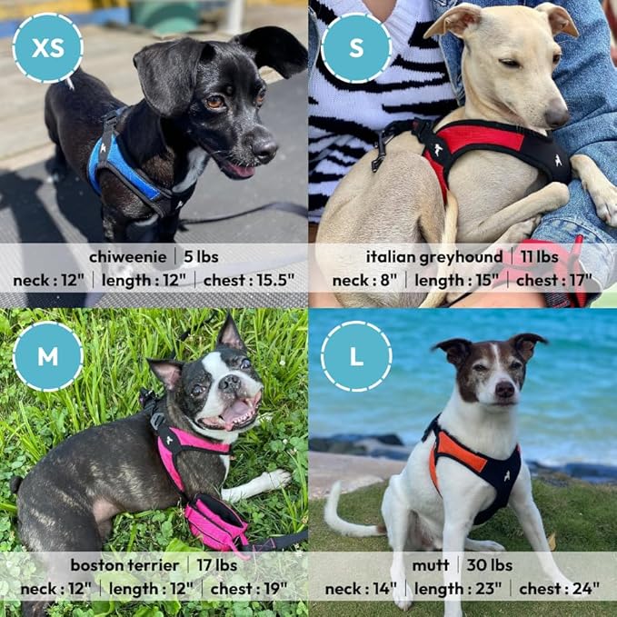 Gooby Escape Free Easy Fit Harness - Blue, Medium - No Pull Step-in Patented Small Dog Harness with Quick Release Buckle - Perfect On The Go No Pull Harness for Small Dogs or Medium Dog Harness