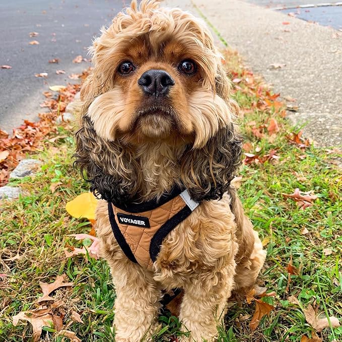 Best Pet Supplies - All Weather Mesh / Plush, Reflective, No Pull Harness for Small, Medium Dogs, Cats - Secure with Hook & Loop Fastener, Buckle, Double D-Rings - Beige Plush, S