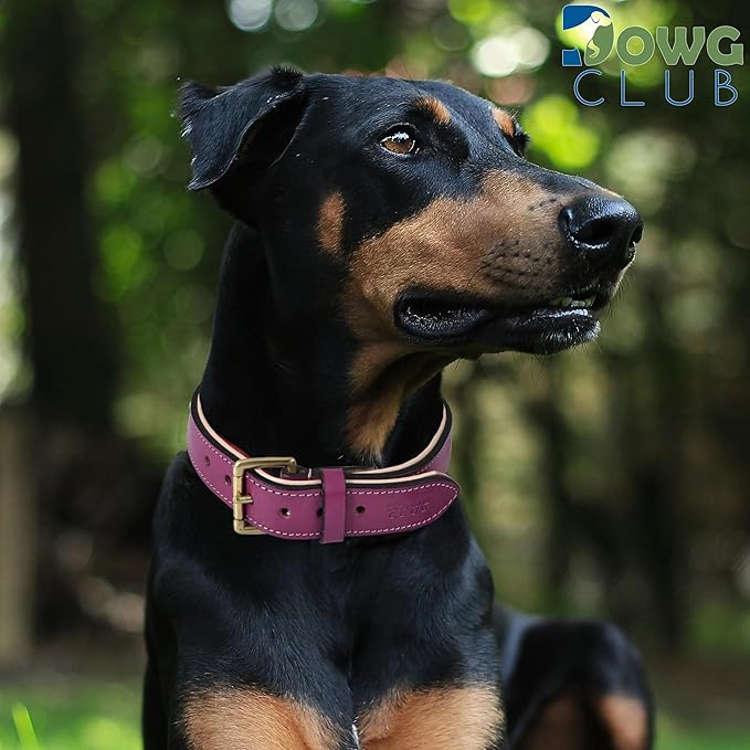 Leather Dog Collar | Leather Collar for Large Dogs, 1.25 Inch Wide Dog Collar Pink | Genuine, Full Grain, Heavy Duty, Comfortable, Soft Padding (Large (Fit Neck Size 18.5"-22.5"), Dark Pink)