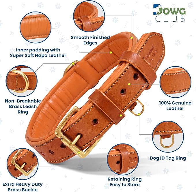 Leather Dog Collar for Medium Dogs, Orange, 1 Inch Wide, Genuine Leather, Heavy Duty with Soft Inner Padding, Comfortable and Durable (Medium (Fit Neck Size 14.5"-18.5"), Tangerine Orange)