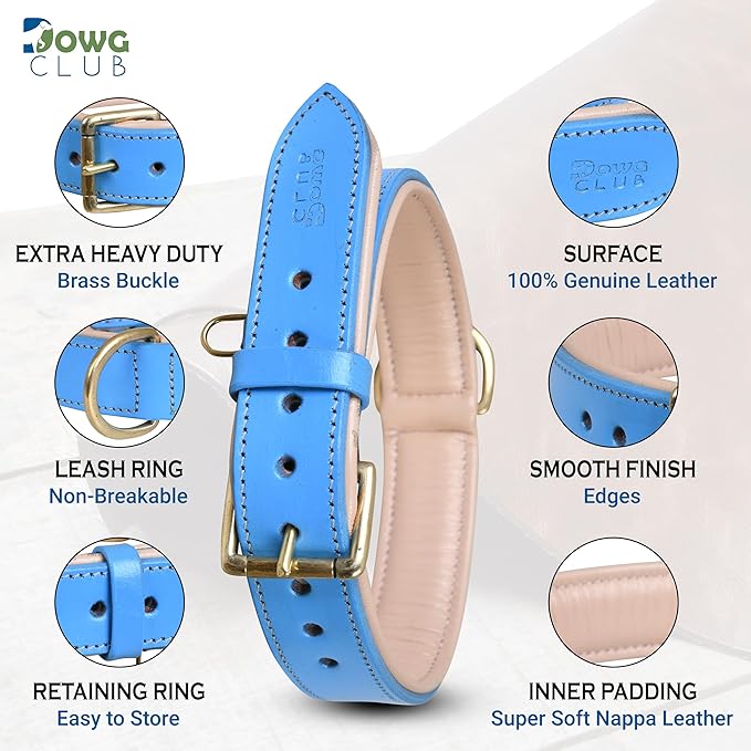 Genuine Leather Dog Collar | Full Grain, Heavy Duty, Comfortable, Padded, Strong | Best for Pups, Small, Medium, Large & XL Breeds (Small (Fit Neck Size 11.5"-14.5"), Blue)