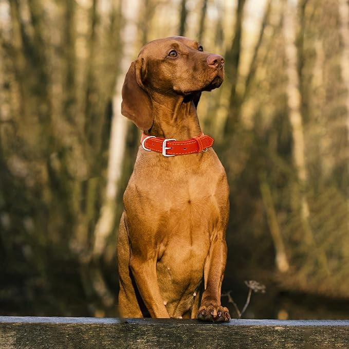Riparo Dog Collar - Genuine Leather Dog Collars - Heavy Duty Dog Collars for Medium Large and Extra Large Dog Breeds (M: 1” Wide for 14” - 18” Neck, Red)