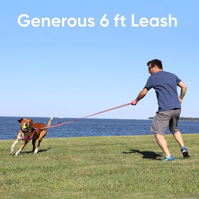 Pawtitas 6 FT Padded Dog Leash with Comfortable Neoprene Padding Handle - Green Lead | Medium Reflective Dog Leash with Highly Reflective Band Perfect for Medium and Large Dogs and Puppies.