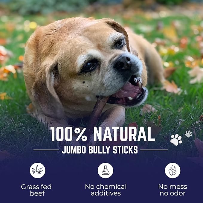 Devil Dog Pet Co. Jumbo Bully Sticks – 6 Inch, 6 Pack Dog Chews, 100% Natural Free-Range Grass-Fed Beef – Long Lasting, Rawhide-Free Treats for Dogs