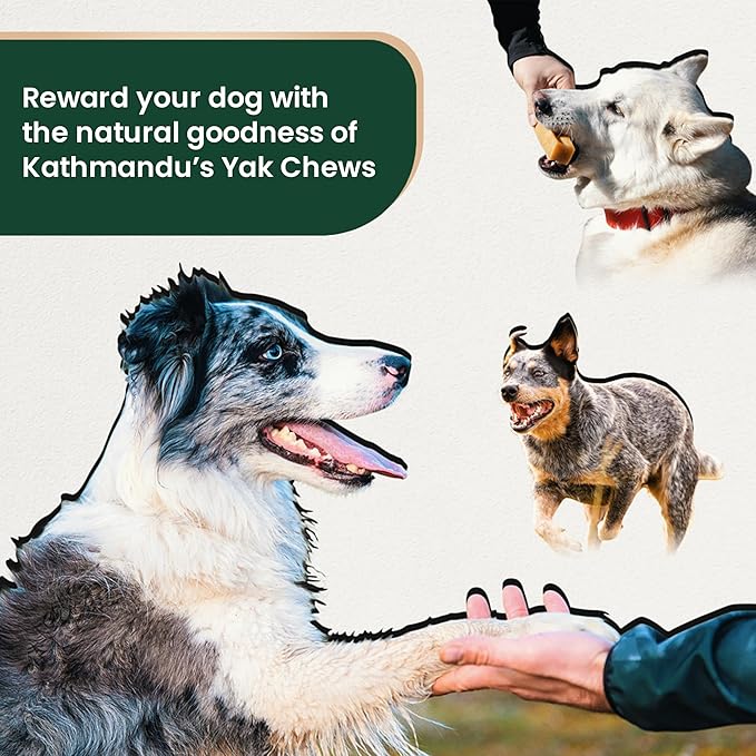 Authentic Himalayan Natural Dog Cheese Chew (Pack of 4 Large & XLarge Chews), Premium Organic Yak Chew, Keeps Your Dog Busy, Ideal for Indoors and Outdoors Use