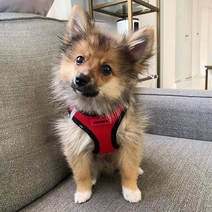 Best Pet Supplies Voyager Step-in Air Harness - All Weather Mesh, Reflective, No Pull Harness for Dogs, Cats - Secure with Hook & Loop Fastener, Buckle, Double D-Rings - Red/Black Trim, S