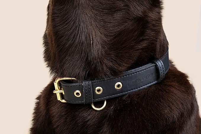 Two Tails Pet Company Cactus Vegan Leather Dog Collar, Adjustable Pet Collar with Gold Hardware and D Rings for Leash and ID Tag for Dogs and Puppies, Easy to Clean & Eco Friendly, Black, Size Small