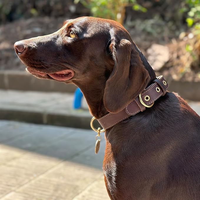 Leather Dog Collar,Dog Collar with Adjustable Sturdy Metal Buckle,Heavy Duty Dog Collar for Walking, Hiking, Training, Hunting (Brown,M:16.2"-22" Neck)