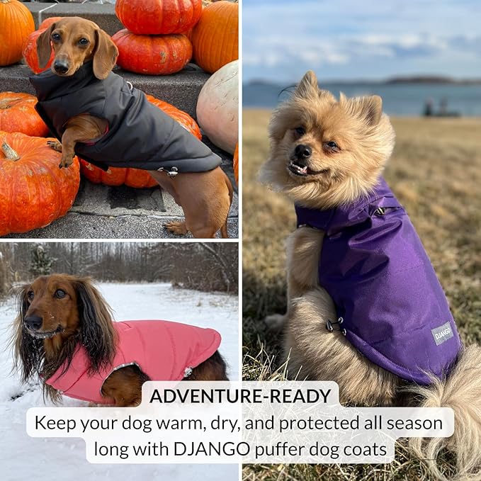 DJANGO Puffer Dog Coat – Warm Winter Dog Jacket & Water-Repellent Insulated Puffer Vest with Striped Lining, Harness Hole, Adjustable Fit for Small & Medium Dogs, Dachshunds – Sea Foam Green, Small