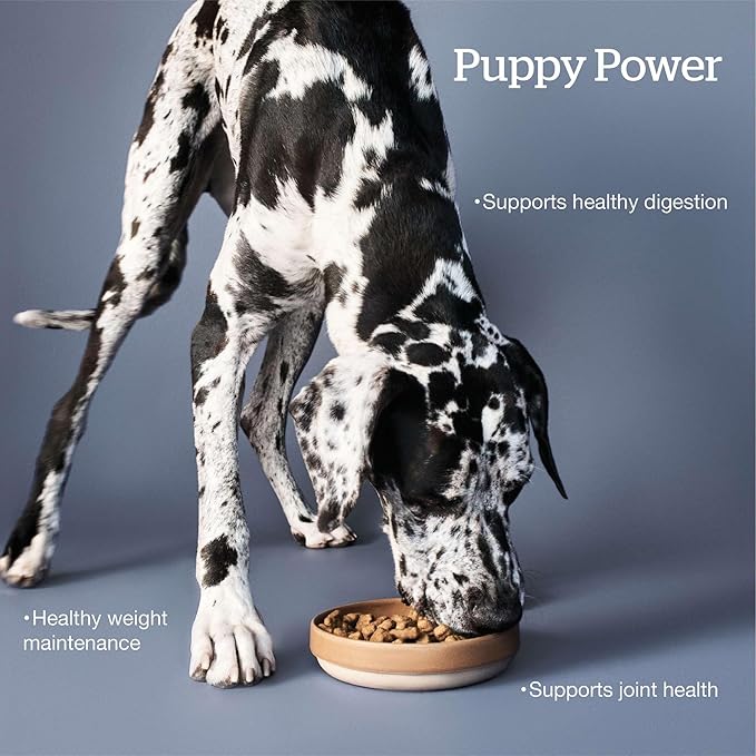 Now Fresh Grain-Free Large Breed Dry Puppy Food with Turkey, Salmon & Duck, Healthy Kibble for Growing Dogs with Real Meat & Fish, Chicken-Free, Pumpkin & Probiotics for Good Digestion, 25 lb Bag