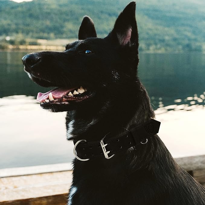Riparo Dog Collar - Genuine Leather Dog Collars - Heavy Duty Dog Collars for Medium Large and Extra Large Dog Breeds (XL: 1.5” Wide for 22” - 26” Neck, Black)