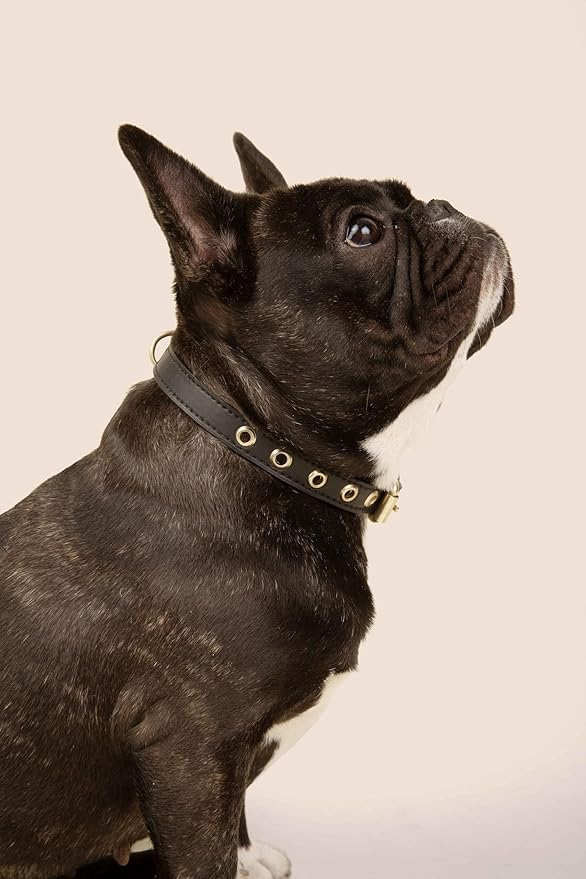 Two Tails Pet Company Cactus Vegan Leather Dog Collar, Adjustable Pet Collar with Gold Hardware and D Rings for Leash and ID Tag for Dogs and Puppies, Easy to Clean & Eco Friendly, Black, Size Small