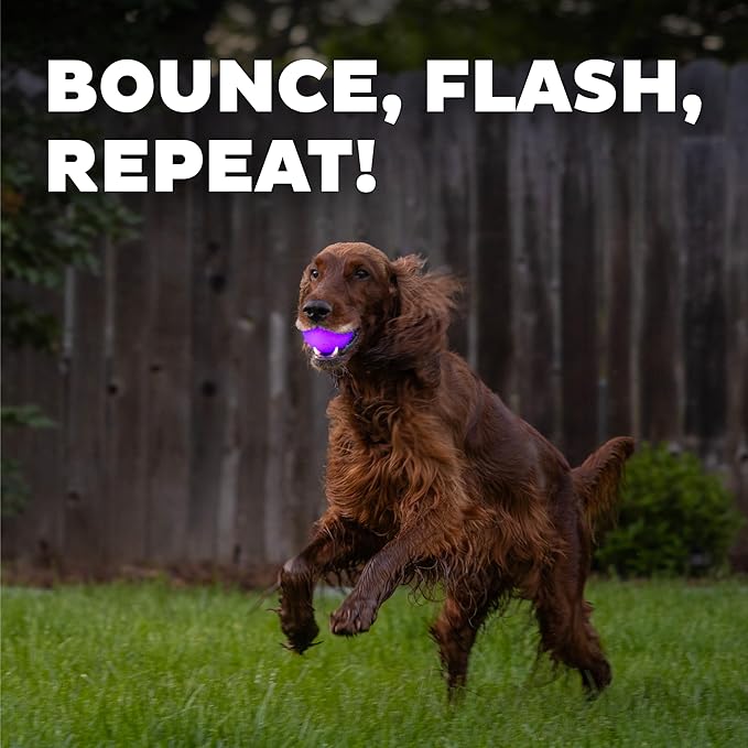 Outward Hound by Planet Dog Strobe Light Up LED Ball Dog Toy, Purple