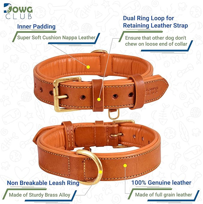 Genuine Leather Dog Collar | Full Grain, Heavy Duty, Comfortable, Padded, Strong | Best for Pups, Small, Medium, Large & XL Breeds (Small (Fit Neck Size 11.5"-14.5"), Tangerine Orange)
