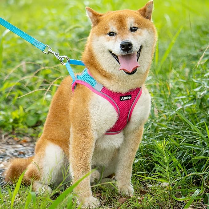 AIITLE Small Harness for Puppy with A Leash - Summer Dog Vest Harness with Super Breathable Mesh, Reflective No-Pull Pet Harness for Outdoor Walking, Camping for Small Dogs, Cats Hot Pink XXS