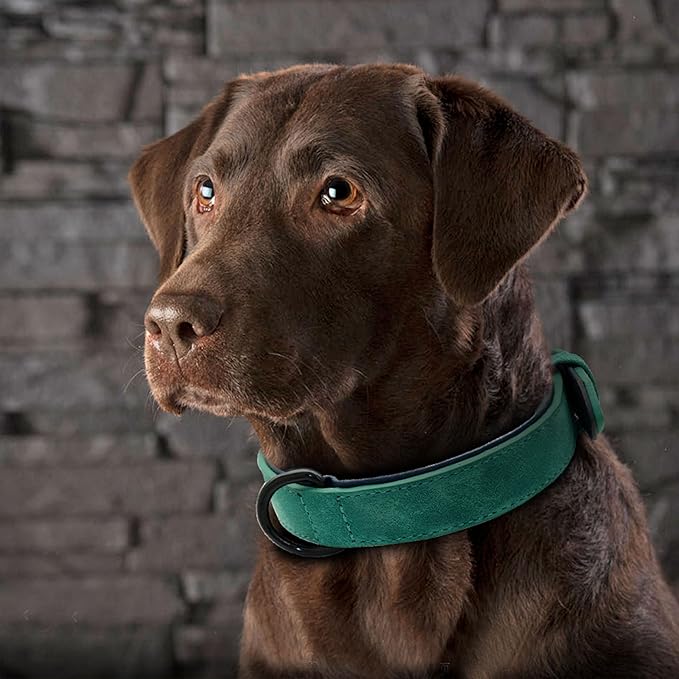 Didog Soft Padded Leather Dog Collar, Breathable Heavy Duty Dog Collar Leather with Adjustable Rust-Proof Metal Buckle for Small Medium Large Dogs, Green, XL