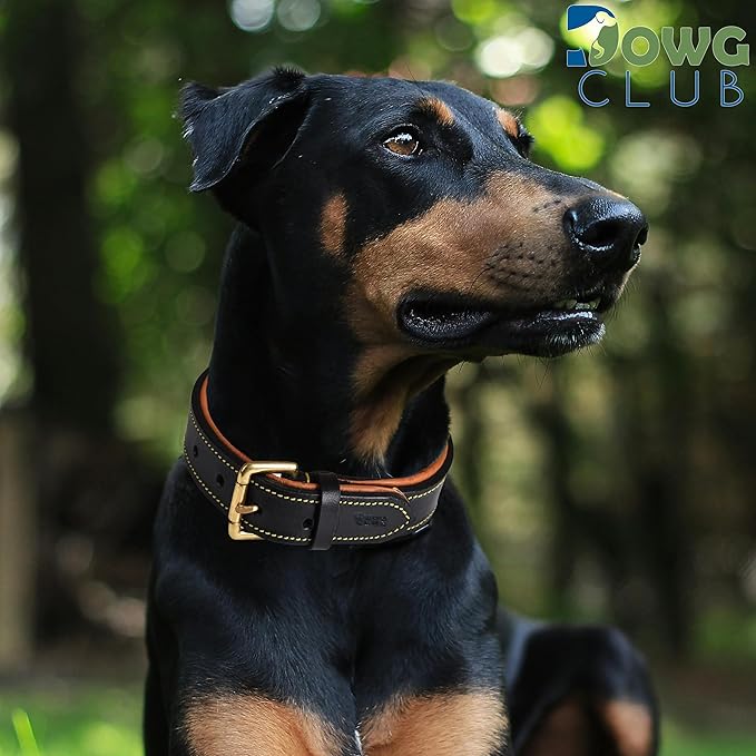 Leather Dog Collar for Medium Dogs, Black, 1 Inch Wide, Genuine Full Grain Leather, Heavy Duty with Soft Inner Padding, Comfortable and Durable (Medium (Fit Neck Size 14.5"-18.5"), Black)