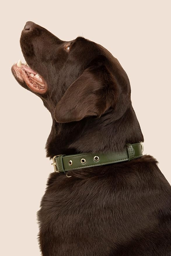 Two Tails Pet Company Cactus Vegan Leather Dog Collar, Adjustable Pet Collar with Gold Hardware and D Rings for Leash and ID Tag for Dogs and Puppies, Easy to Clean & Eco Friendly, Green, Size Large