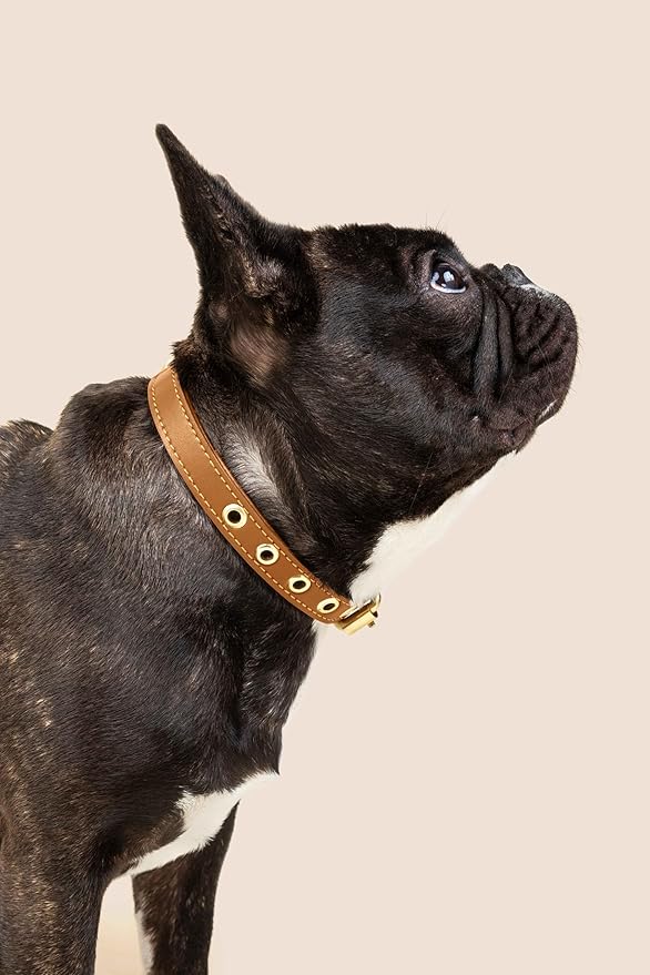 Two Tails Pet Company Cactus Vegan Leather Dog Collar, Adjustable Pet Collar with Gold Hardware and D Rings for Leash & ID Tag for Dogs and Puppies, Easy to Clean & Eco Friendly, Caramel, Size Medium