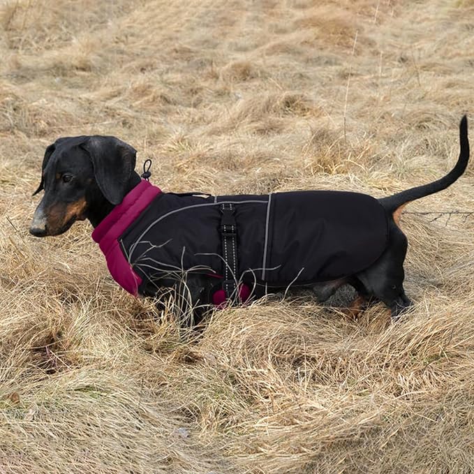 Lelepet Dachshund Coat Warm Dog Winter Coat Waterproof Dog Jacket with Fleece Lining, Reflective Outdoor Dachshund Snowsuit with Leash Hole Adjustable Neckline,Coats for Small Medium Dogs,Purple, XS