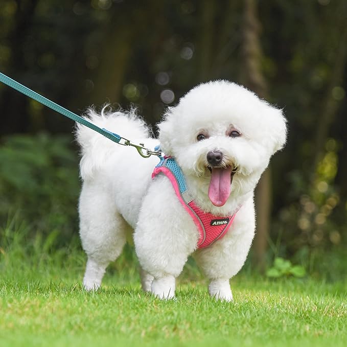AIITLE Comfortable Dog Harness and Leash Set for Walking - Summer Step in Vest Harness,Reflective Bands, Adjustable No Pull Puppy Essentials, for Small Dogs and House Cats Hot Pink XS