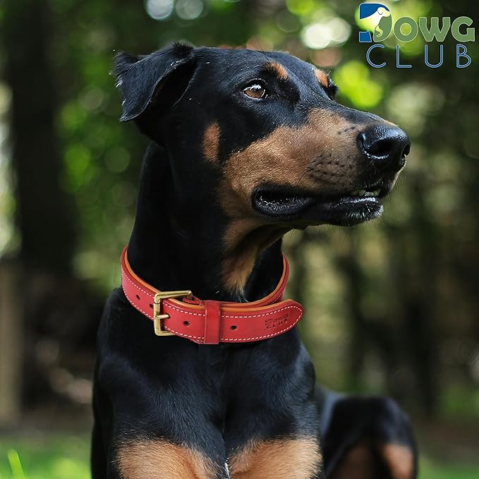 Genuine Leather Dog Collar | Full Grain, Heavy Duty, Comfortable, Padded, Strong | Best for Pups, Small, Medium, Large & XL Breeds (Small (Fit Neck Size 11.5"-14.5"), Red)