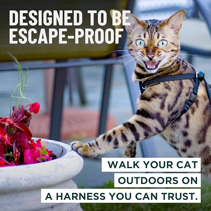 Houdini™ Escape Proof Kitten Harness and Leash Set by OutdoorBengal – Turquoise, Small Cat Harness for Walking