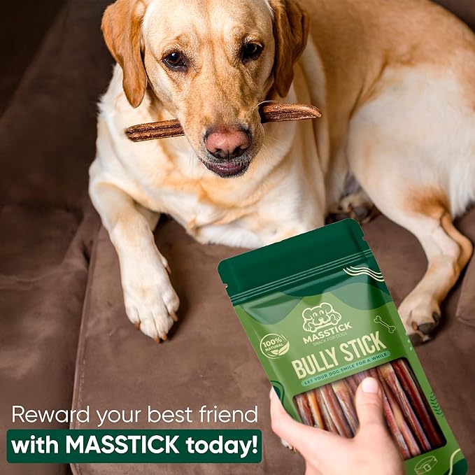 MASSTICK Bully Sticks for Dogs 7 Inch – Extra Thick, Long Lasting, Odor Free Beef Dog Chew Sticks – All Natural, Fully Digestible Treats for Small & Large Dogs – 8oz Bag