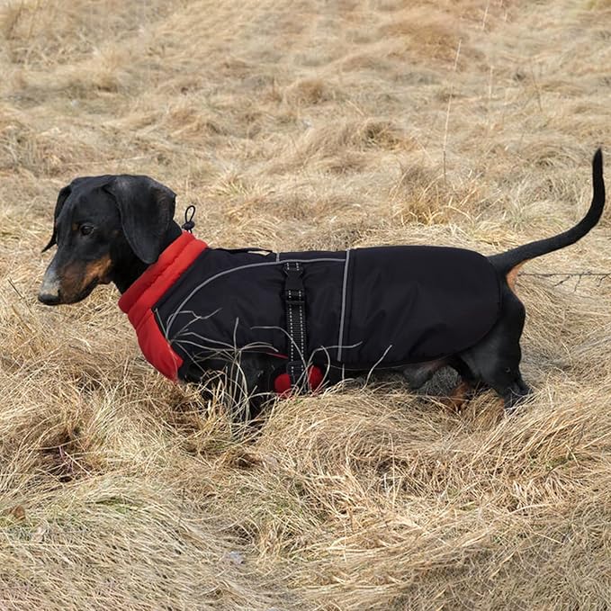 Lelepet Dachshund Coat Warm Dog Winter Coat Waterproof Dog Jacket with Fleece Lining, Reflective Outdoor Dachshund Snowsuit with Leash Hole Adjustable Neckline,Coats for Small Medium Dogs,Red, S