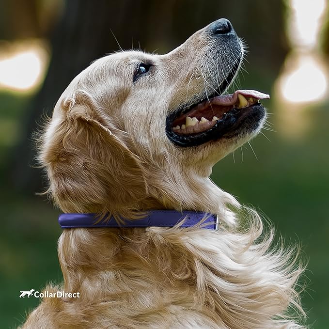 CollarDirect Rolled Leather Dog Collar, Soft Padded Round Puppy Collar, Handmade Genuine Leather Collar Dog Small Large Cat Collars 13 Colors (8-11 Inch, Purple Textured)
