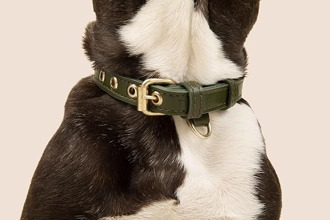 Two Tails Pet Company Cactus Vegan Leather Dog Collar, Adjustable Pet Collar with Gold Hardware and D Rings for Leash and ID Tag for Dogs and Puppies, Easy to Clean & Eco Friendly, Green, Size Large