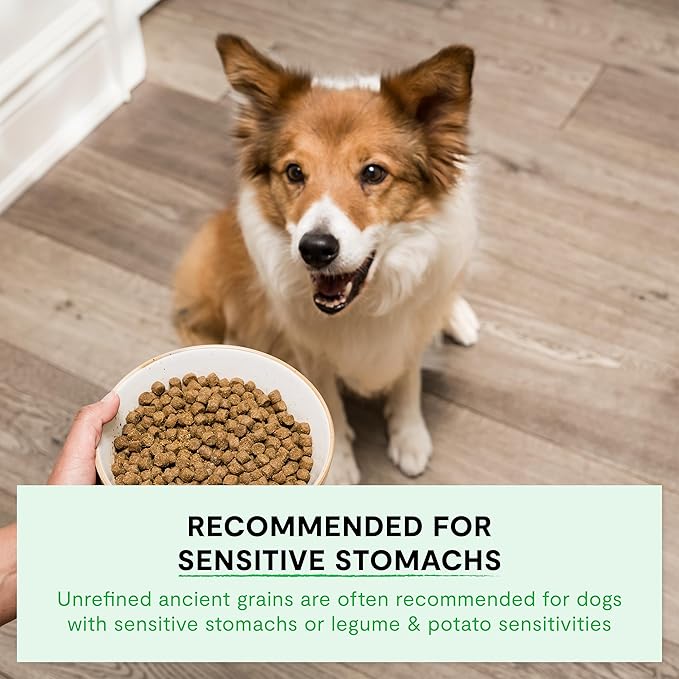 Open Farm, Ancient Grains Dry Dog Food, Protein-Rich & Nutrient Dense, 90% Animal Protein Mixed with Non-GMO Fruits, Veggies and Superfoods, Farmer's Table Pork Recipe, 11lb Bag
