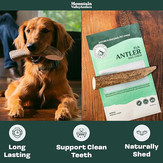Mountain Valley Elk Antlers for Dogs - 100% Natural & Organic Chew for Aggressive Chewers, No Odor, No Mess, Long Lasting - Wild-Foraged Naturally Shed Antlers in USA - Grade A, Whole Small (3 Pack)
