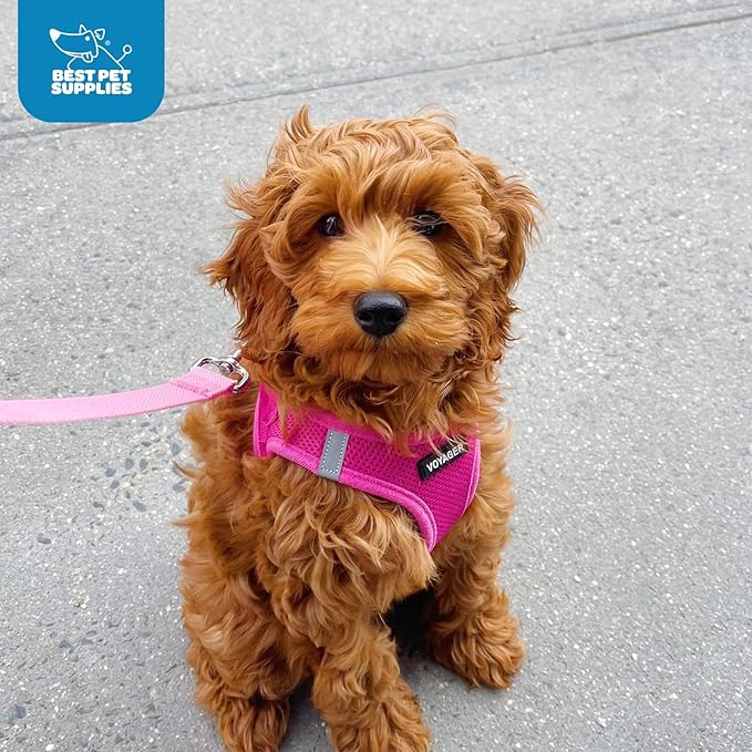 Best Pet Supplies Voyager Step-in Air Harness - All Weather Mesh, Reflective, No Pull Harness for Dogs, Cats - Secure with Hook & Loop Fastener, Buckle, Double D-Rings - Fuchsia, XXS