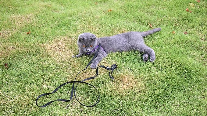AMAGOOD 6 FT Cat Leash, Strong and Durable Traditional Style Leash with Easy to Use Collar Hook,Cat Lead Great for Cats (3/8 in x 6 ft,Black and Blue(2-Pack))