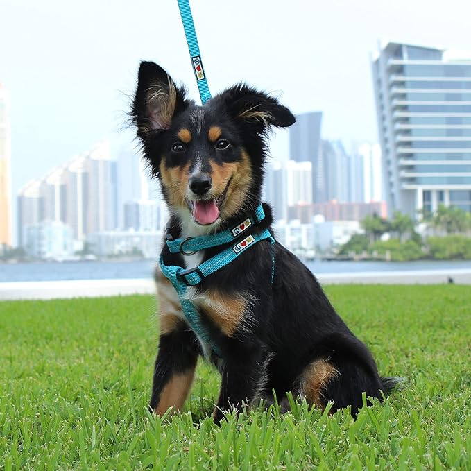 Pawtitas 6 FT Recycled Dog Leash With Reflective Stitched Thread - Medium, Made From Plastic Bottles Collected From Oceans - Green