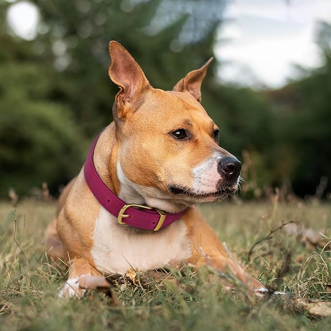 Leather Dog Collar - Heavy Duty Adjustable Soft Padded Pet Collars for Small Medium Large Dogs Breed - Black Green Brown Pink Red Blue (Pink, S, 9"-12" Neck Fit)