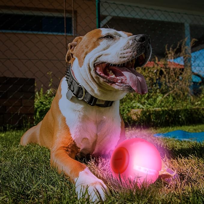 LaRoo LED Dog Balls Rechargeable,Light up Dog Ball Glow in The Dark,Teeth-Cleaning Natural Rubber,Interactive Dog Toys for Small & Medium Dogs,2.5 inches(Purple)