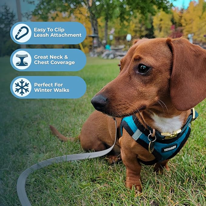 Best Pet Supplies - All Weather Mesh / Plush, Reflective, No Pull Harness for Small, Medium Dogs, Cats - Secure with Hook & Loop Fastener, Buckle, Double D-Rings - Turquoise Plush, M