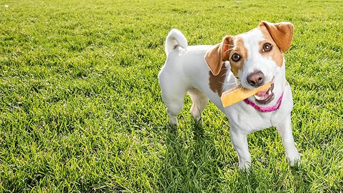 peaksNpaws Himalayan Yak Chews, High Protein Cheese Sticks, Lactose Free, Natural, Long Lasting Dog Treat for Aggressive Chewers Under 15 lbs, 20 Small Treat Sticks, 100% Eco-Friendly Packaging