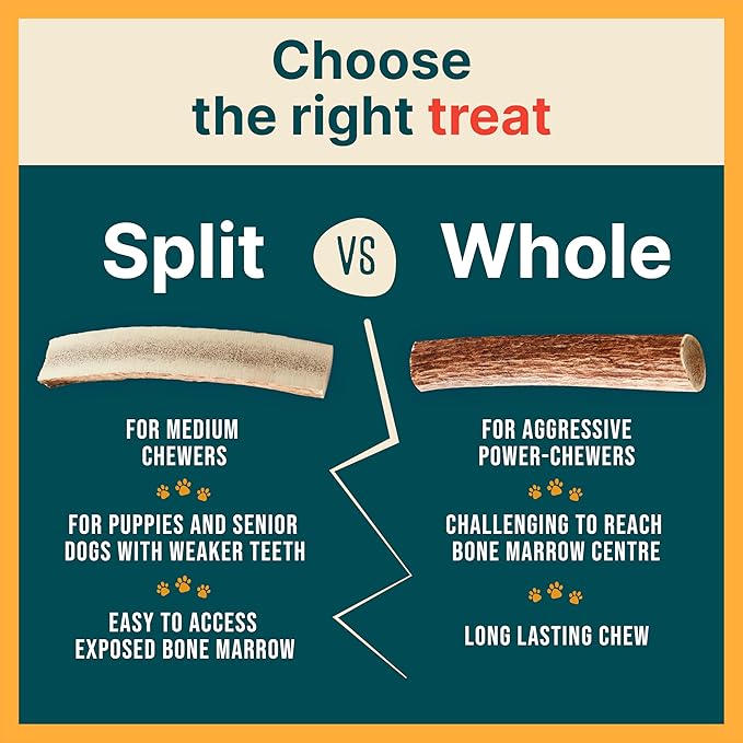 REXIPETS 100% Natural - Elk Antlers for Dogs - Naturally Shed in USA - Long Lasting Chews for Aggressive Chewers - Natural, Real Dog Antler Treats & Toys - Dog Chews - No Odor & No Mess - Large