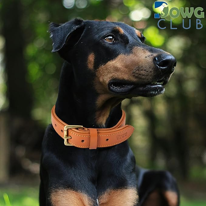 Genuine Leather Dog Collar | Full Grain, Heavy Duty, Comfortable, Padded, Strong | Best for Pups, Small, Medium, Large & XL Breeds (Large (Fit Neck Size 18.5"-22.5"), Tangerine Orange)
