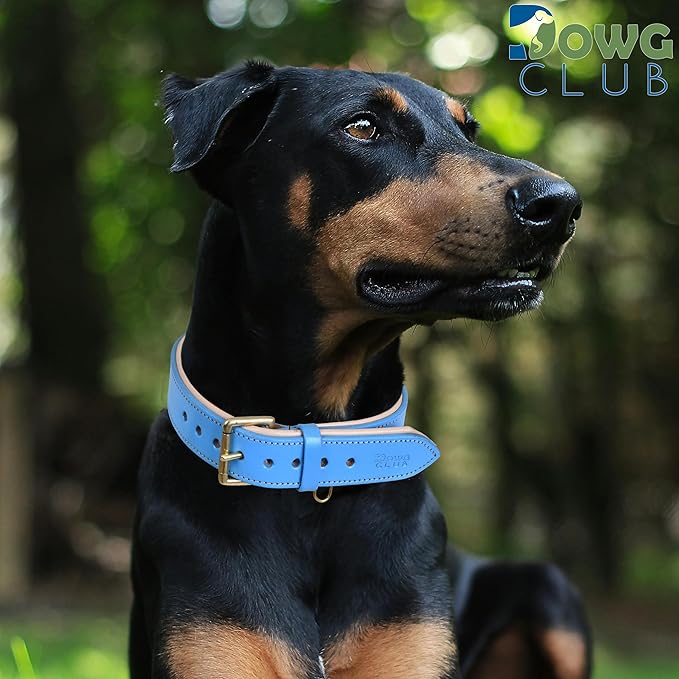 Genuine Leather Dog Collar | Full Grain, Heavy Duty, Comfortable, Padded, Strong | Best for Pups, Small, Medium, Large & XL Breeds (X-Large (Fit Neck Size 22"-26"), Blue)