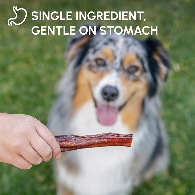 Downtown Pet Supply Bully Sticks for Dogs - Natural 6 Inch Beef Chews, Odor-Free & Rawhide-Free, Long Lasting Dog Treats for Aggressive Chewers - Healthy, Safe & Delicious Chews Dogs Love (30 Pack)
