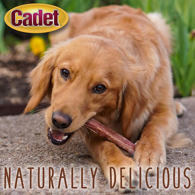 Cadet Bully Sticks for Small Dogs – All-Natural Beef Pizzle, High Protein, Low Fat, Long-Lasting, Grain & Rawhide-Free Dog Chews for Aggressive Chewers, Small (50 Count)