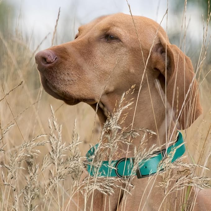 Dogline Biothane Waterproof Dog Collar Strong Coated Nylon Webbing with Black Hardware Odor- Proof for Easy Care Easy to Clean High Performance Fits Small Medium or Large Dogs, Blue Aqua