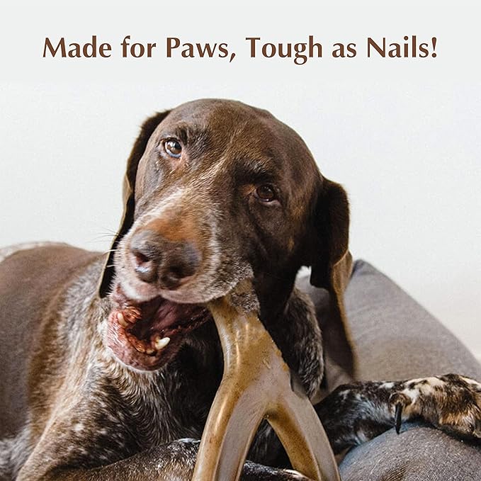 Dog Chew Toys for Aggressive Chewers (2Pcs - Real Beef & Bacon Flavored) - Durable Dog Tough Wish Bone (Upto 60 lbs.) - Indestructible Chew Toys for Dogs for Interactive Play & Dental Benefits